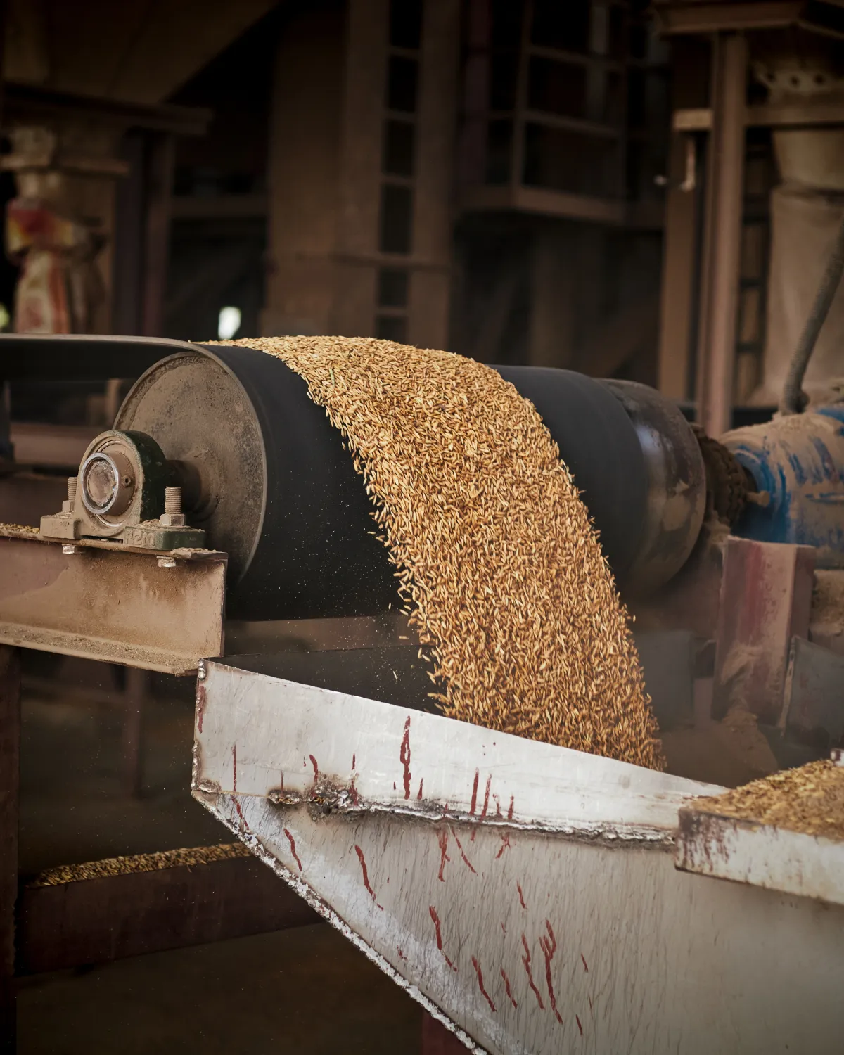 High-quality raw rice grains selected for premium processing