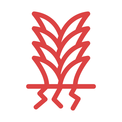 Rice Manufacturers & Exporters in India